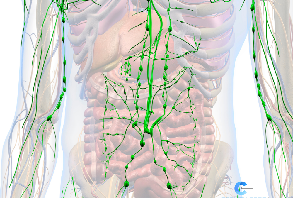 The Areas Most Affected By Lymphatic Stagnation